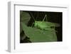 Tettigonia Viridissima (Great Green Bush-Cricket) - Female-Paul Starosta-Framed Photographic Print