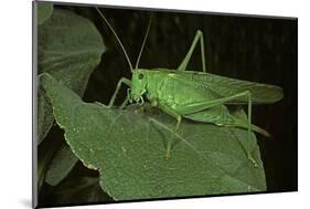 Tettigonia Viridissima (Great Green Bush-Cricket) - Female-Paul Starosta-Mounted Photographic Print