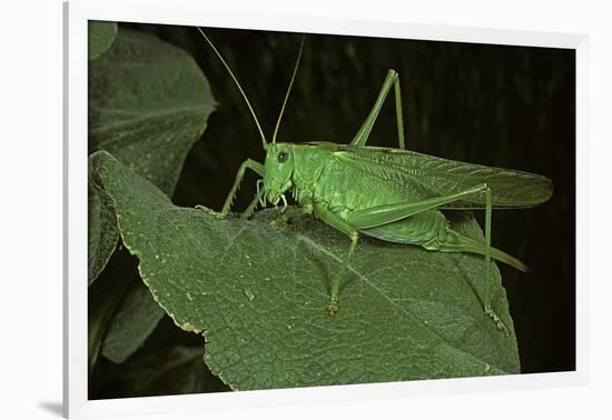 Tettigonia Viridissima (Great Green Bush-Cricket) - Female-Paul Starosta-Framed Photographic Print