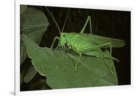 Tettigonia Viridissima (Great Green Bush-Cricket) - Female-Paul Starosta-Framed Photographic Print