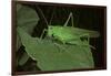 Tettigonia Viridissima (Great Green Bush-Cricket) - Female-Paul Starosta-Framed Photographic Print