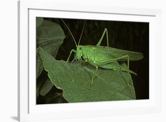 Tettigonia Viridissima (Great Green Bush-Cricket) - Female-Paul Starosta-Framed Photographic Print