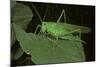 Tettigonia Viridissima (Great Green Bush-Cricket) - Female-Paul Starosta-Mounted Photographic Print