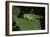 Tettigonia Viridissima (Great Green Bush-Cricket) - Female-Paul Starosta-Framed Photographic Print