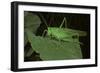 Tettigonia Viridissima (Great Green Bush-Cricket) - Female-Paul Starosta-Framed Photographic Print