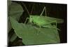 Tettigonia Viridissima (Great Green Bush-Cricket) - Female-Paul Starosta-Mounted Photographic Print
