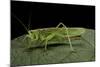 Tettigonia Viridissima (Great Green Bush-Cricket) - Female-Paul Starosta-Mounted Photographic Print