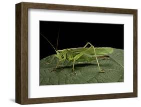 Tettigonia Viridissima (Great Green Bush-Cricket) - Female-Paul Starosta-Framed Photographic Print