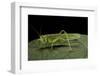 Tettigonia Viridissima (Great Green Bush-Cricket) - Female-Paul Starosta-Framed Photographic Print