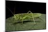 Tettigonia Viridissima (Great Green Bush-Cricket) - Female-Paul Starosta-Mounted Photographic Print