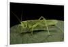 Tettigonia Viridissima (Great Green Bush-Cricket) - Female-Paul Starosta-Framed Photographic Print