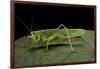 Tettigonia Viridissima (Great Green Bush-Cricket) - Female-Paul Starosta-Framed Photographic Print