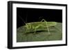 Tettigonia Viridissima (Great Green Bush-Cricket) - Female-Paul Starosta-Framed Photographic Print