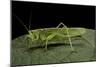 Tettigonia Viridissima (Great Green Bush-Cricket) - Female-Paul Starosta-Mounted Photographic Print