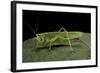 Tettigonia Viridissima (Great Green Bush-Cricket) - Female-Paul Starosta-Framed Photographic Print