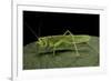 Tettigonia Viridissima (Great Green Bush-Cricket) - Female-Paul Starosta-Framed Photographic Print