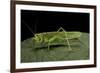 Tettigonia Viridissima (Great Green Bush-Cricket) - Female-Paul Starosta-Framed Photographic Print