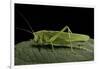 Tettigonia Viridissima (Great Green Bush-Cricket) - Female-Paul Starosta-Framed Photographic Print