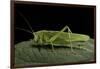 Tettigonia Viridissima (Great Green Bush-Cricket) - Female-Paul Starosta-Framed Photographic Print