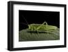 Tettigonia Viridissima (Great Green Bush-Cricket) - Female-Paul Starosta-Framed Photographic Print