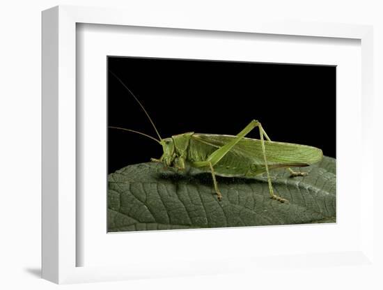 Tettigonia Viridissima (Great Green Bush-Cricket) - Female-Paul Starosta-Framed Photographic Print