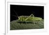 Tettigonia Viridissima (Great Green Bush-Cricket) - Female-Paul Starosta-Framed Photographic Print