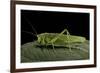 Tettigonia Viridissima (Great Green Bush-Cricket) - Female-Paul Starosta-Framed Photographic Print