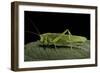 Tettigonia Viridissima (Great Green Bush-Cricket) - Female-Paul Starosta-Framed Photographic Print