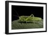 Tettigonia Viridissima (Great Green Bush-Cricket) - Female-Paul Starosta-Framed Photographic Print