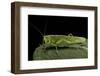 Tettigonia Viridissima (Great Green Bush-Cricket) - Female-Paul Starosta-Framed Photographic Print