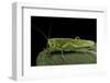 Tettigonia Viridissima (Great Green Bush-Cricket) - Female-Paul Starosta-Framed Photographic Print