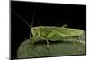 Tettigonia Viridissima (Great Green Bush-Cricket) - Female-Paul Starosta-Mounted Photographic Print