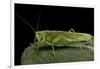 Tettigonia Viridissima (Great Green Bush-Cricket) - Female-Paul Starosta-Framed Photographic Print