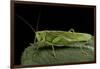 Tettigonia Viridissima (Great Green Bush-Cricket) - Female-Paul Starosta-Framed Photographic Print