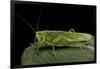 Tettigonia Viridissima (Great Green Bush-Cricket) - Female-Paul Starosta-Framed Photographic Print