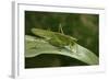 Tettigonia Viridissima (Great Green Bush-Cricket) - Female-Paul Starosta-Framed Photographic Print