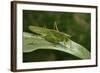 Tettigonia Viridissima (Great Green Bush-Cricket) - Female-Paul Starosta-Framed Photographic Print