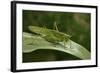 Tettigonia Viridissima (Great Green Bush-Cricket) - Female-Paul Starosta-Framed Photographic Print