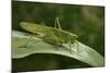 Tettigonia Viridissima (Great Green Bush-Cricket) - Female-Paul Starosta-Mounted Photographic Print