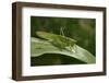 Tettigonia Viridissima (Great Green Bush-Cricket) - Female-Paul Starosta-Framed Photographic Print