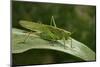 Tettigonia Viridissima (Great Green Bush-Cricket) - Female-Paul Starosta-Mounted Photographic Print