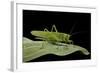 Tettigonia Viridissima (Great Green Bush-Cricket) - Female-Paul Starosta-Framed Photographic Print