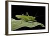 Tettigonia Viridissima (Great Green Bush-Cricket) - Female-Paul Starosta-Framed Photographic Print