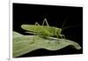 Tettigonia Viridissima (Great Green Bush-Cricket) - Female-Paul Starosta-Framed Photographic Print