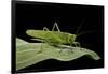 Tettigonia Viridissima (Great Green Bush-Cricket) - Female-Paul Starosta-Framed Photographic Print