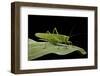 Tettigonia Viridissima (Great Green Bush-Cricket) - Female-Paul Starosta-Framed Photographic Print