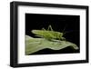 Tettigonia Viridissima (Great Green Bush-Cricket) - Female-Paul Starosta-Framed Photographic Print