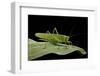 Tettigonia Viridissima (Great Green Bush-Cricket) - Female-Paul Starosta-Framed Photographic Print