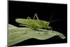 Tettigonia Viridissima (Great Green Bush-Cricket) - Female-Paul Starosta-Mounted Photographic Print