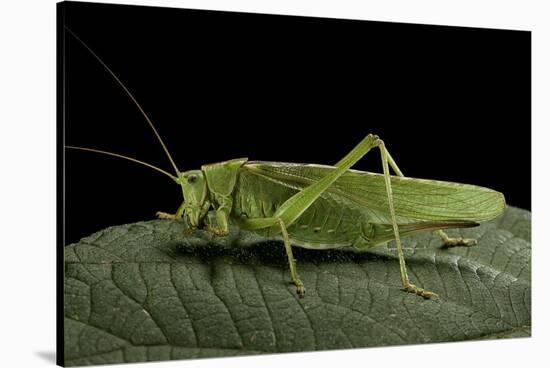 Tettigonia Viridissima (Great Green Bush-Cricket) - Female-Paul Starosta-Stretched Canvas